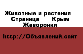  Животные и растения - Страница 10 . Крым,Жаворонки